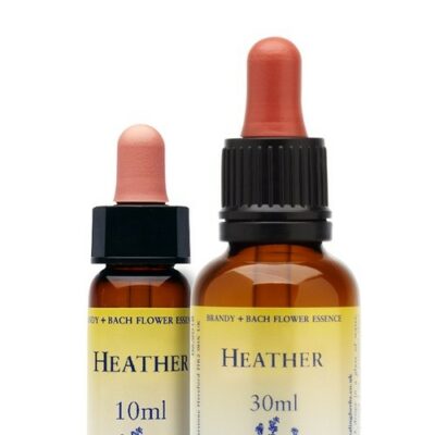 Heather (Heidekraut, Erika) - Healing Herbs - bachblüten