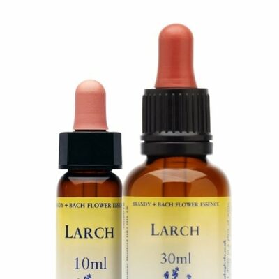 Larch (Lärche) - Healing Herbs - bachblüten