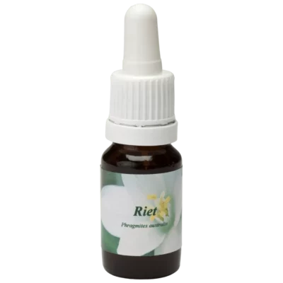 Riet / Rohr 10ml.